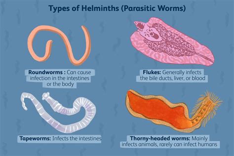  Alaria! Un Parassita Acuto Che Può Indurre una Forte Riacutizzazione dell'Infezione da Helminti e Trasformare il Ciclo di Vita del Pesce Ospite