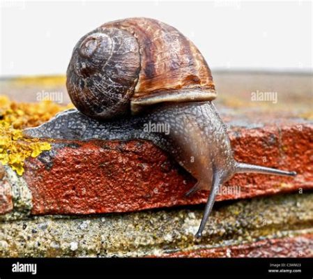  Helix Aspersa: Un Gastropode Simpatico che Trasforma la Terra in un Giardino Gourmet!