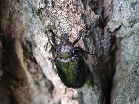  Osmoderma eremita: Scopri il magnifico coleottero che brilla come un gioiello nell'oscurità del bosco!