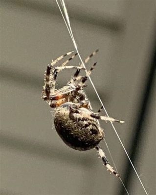  Unidentified Underwater Orb Weaver! Unveiling the Secrets of the Unassuming Umbrella Shell