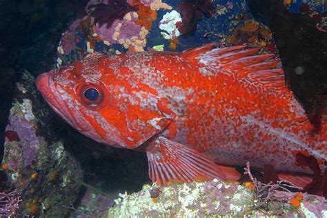  Vermilion Rockfish: Un pesce dalle squame scintillanti che nuota in acque profonde e fredde!