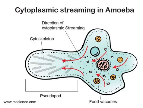  Waffles Amoeboe:  An Adorable Blob that Travels by Cytoplasmic Streaming!