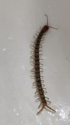 Brandt's Centipede: Discovering a Marvel of Multi-Legged Movement and Ancient Ancestry!