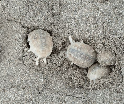  Ensis: Un bicho che scava e vive nascosto sotto la sabbia!