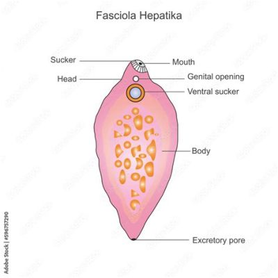  Fasciola Hepatica: Un Parassita Trematode Con Una Passione Insaziabile Per Il Fegato