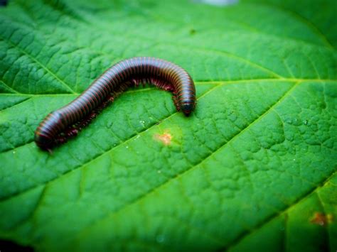 Garden Millipede: A Slow-Moving Masterpiece with Many Legs!