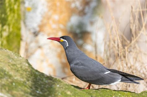  Inca Tern!  A Bird That Combines Exquisite Beauty With Extraordinary Diving Prowess