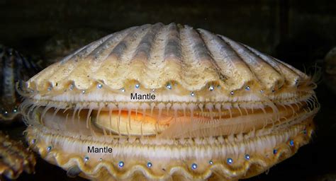  Ischiodon! Un Mollusco Bivalve Con Un Nome Che Suona Come Una Maledizione Antica