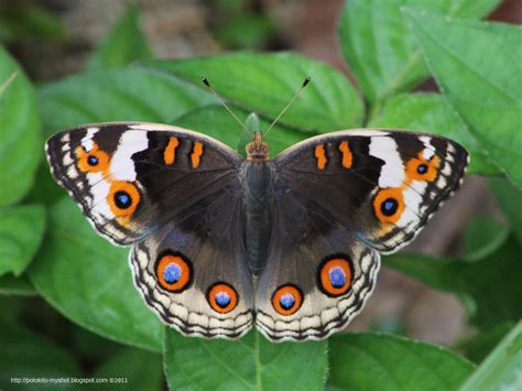  Junonia! Uno splendido farfalla dalle ali di velluto che si libra tra fiori colorati