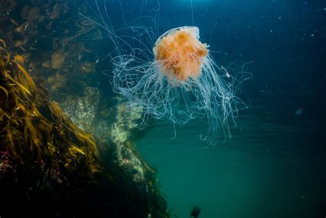  Lions Mane Jellyfish: Discover This Majestic Creature That Blooms Like a Flower Underwater!