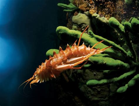 Omastrephase! Un crostaceo che si cela tra le profondità e sfoggia una bellezza unica