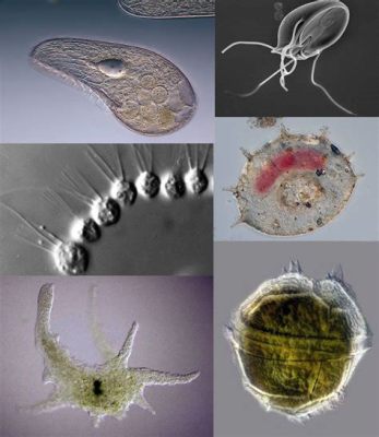  Orchestrida! Scopri il mistero di questi protozoi che si muovono come ballerini