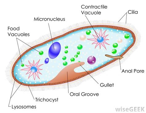  Paramecium: Uno splendido ballerino microscopico che balla un valzer di cilia per ottenere il suo nutrimento!