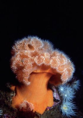 Pennatula! Un Corallo Plumoso che Affascinantemente Oscillo Sotto le Onde