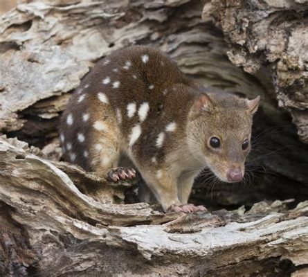  Quizá il Quoll Spotted è Un Animale Notturno che Trascorre Tempo nel Mondo Sotterraneo?