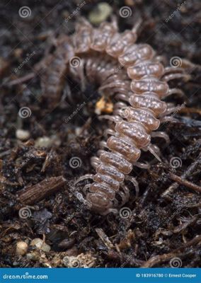 Polydesmus: Un piccolo gigante dei boschi dalle mille zampe che ama il decadimento!