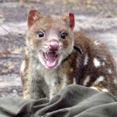  Quoll! Gli Incredibili Predatori Marini che Amano i Granchi e le Ostriche