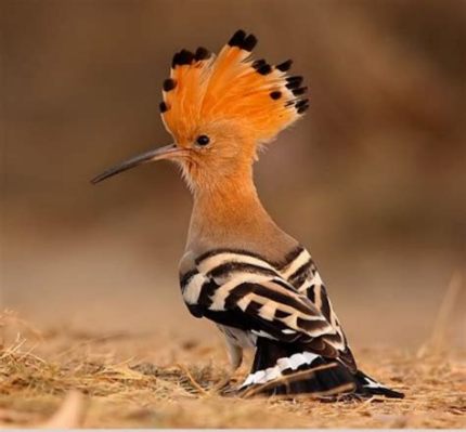  Upupa! Un uccello dal volo goffo ma dal canto melodioso e dalla bellezza unica