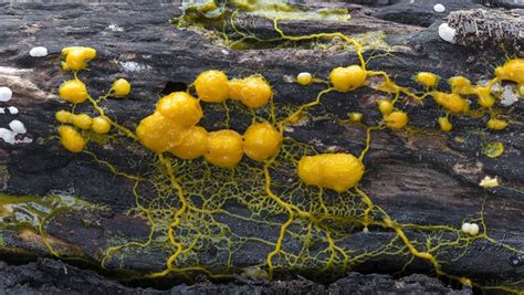 Yellow Slime Mold! A Single-Celled Mastermind Exhibiting Complex Social Behaviors With Astonishing Adaptability