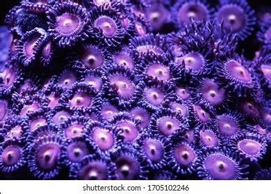 Zoantharia! Un affascinante mondo sottomarino di polipi colorati e tentacoli luminosi che ricordano stelle marine!